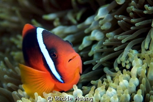 TOMATO CLOWNFISH
Orchid Island Taiwan by Mickle Huang 